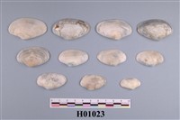 藏品(波紋橫簾蛤)的圖片